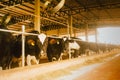 Dairy cows in a feedlot called Ã¢â¬Åcompost barnÃ¢â¬Â. The system aims to improve the comfort and well-being of the animals and to